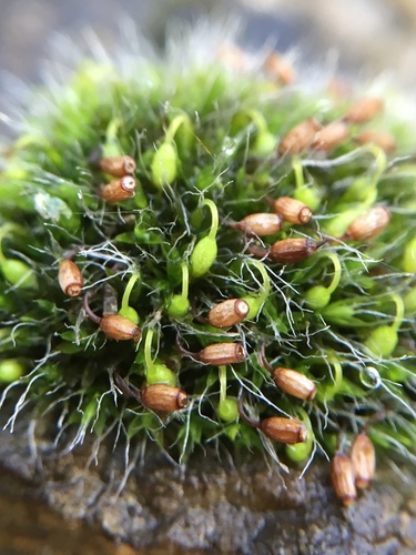 Grey-cushioned Grimmia