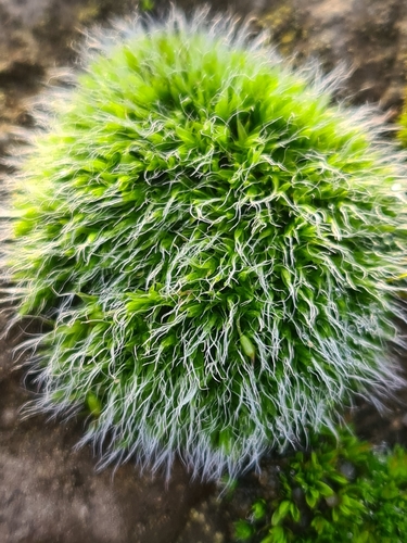 Grey-cushioned Grimmia