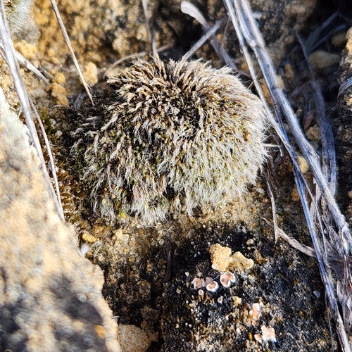 Grey-cushioned Grimmia