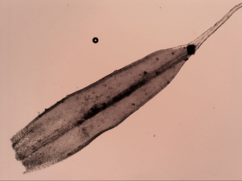 Grey-cushioned Grimmia