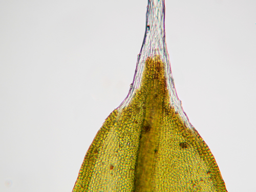 Grey-cushioned Grimmia