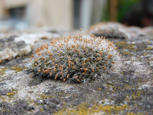 Grey-cushioned Grimmia