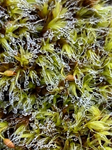 Grey-cushioned Grimmia