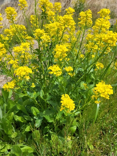 bitter wintercress