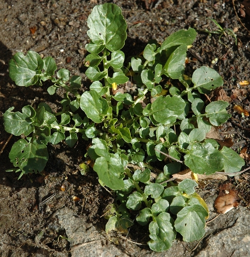 bitter wintercress