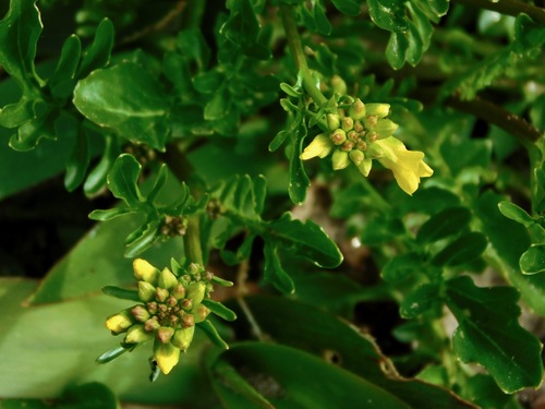 bitter wintercress