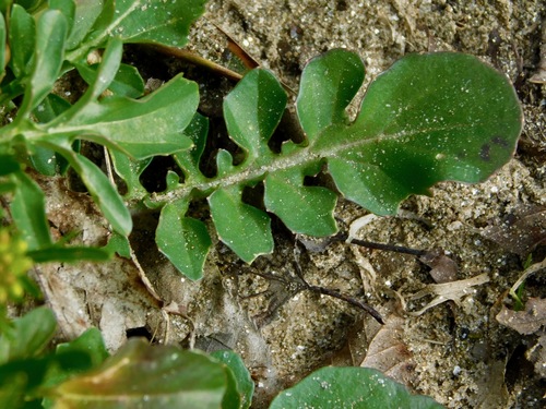 bitter wintercress
