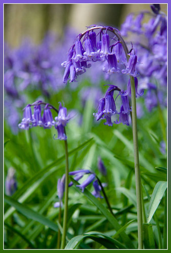 bluebell