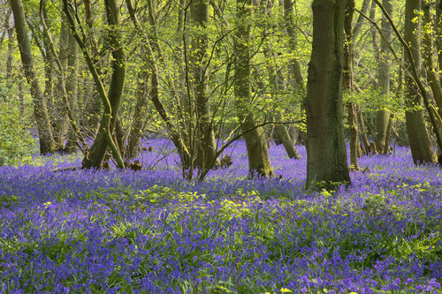 bluebell