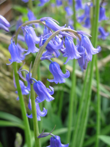 bluebell