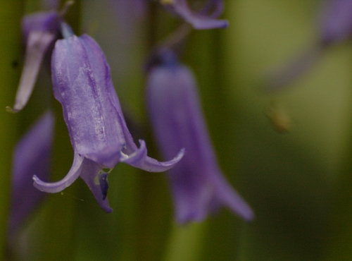 bluebell