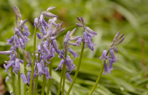 bluebell