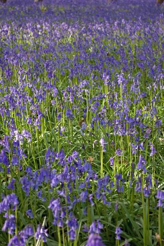bluebell