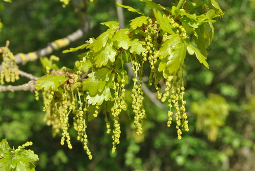English oak