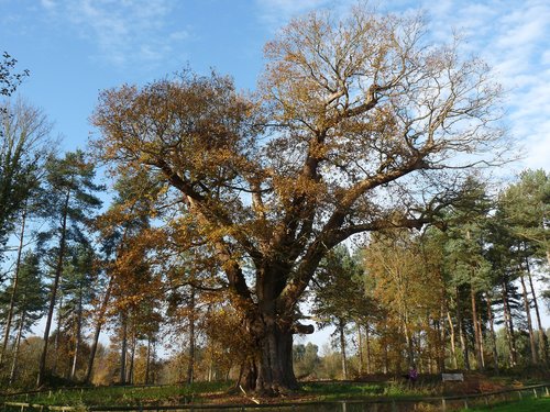 English oak