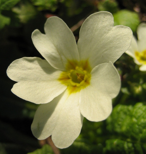 Primrose