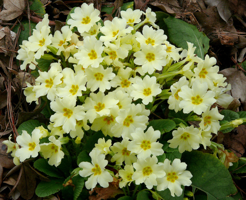 Primrose