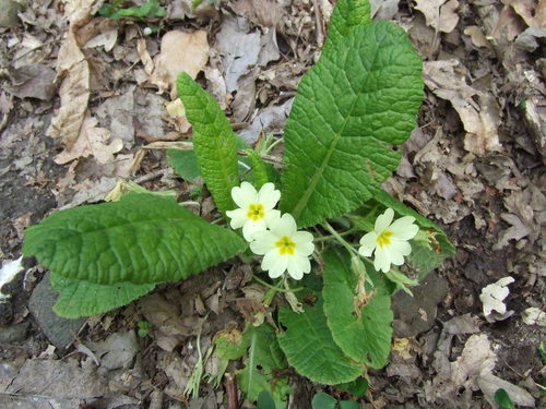 Primrose