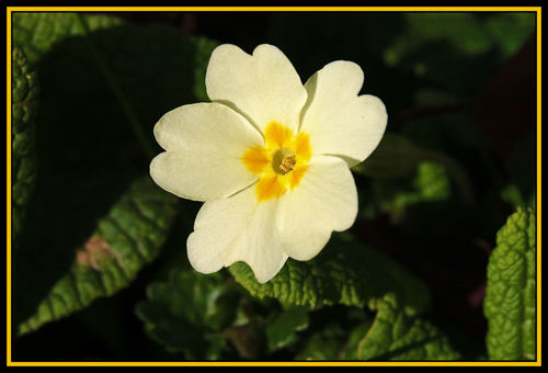 Primrose