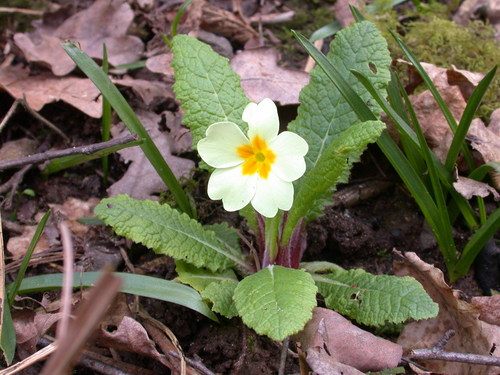 Primrose