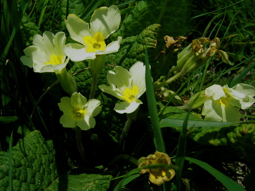 Primrose