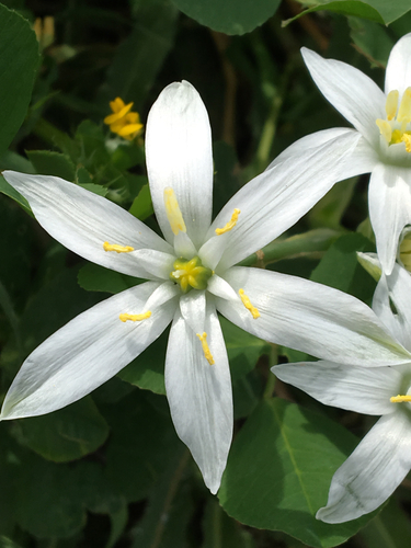 common star-of-Bethlehem