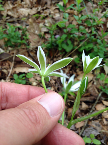 common star-of-Bethlehem
