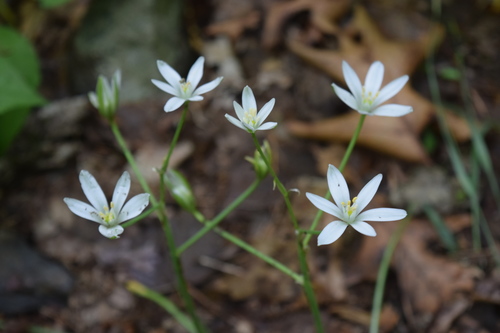 common star-of-Bethlehem