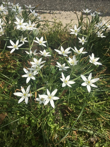 common star-of-Bethlehem