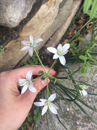 common star-of-Bethlehem