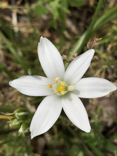 common star-of-Bethlehem