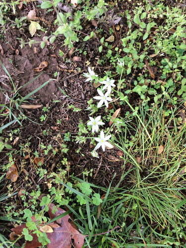 common star-of-Bethlehem