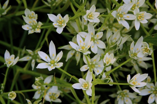 common star-of-Bethlehem