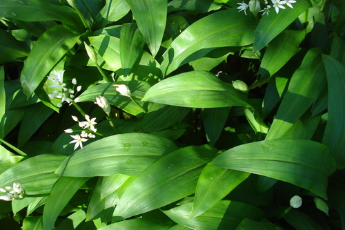 Ramsons