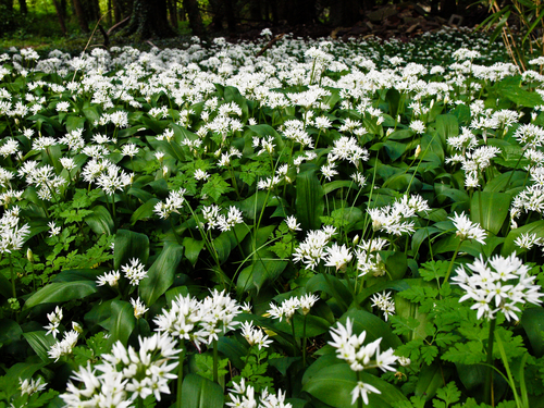 Ramsons