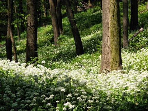 Ramsons