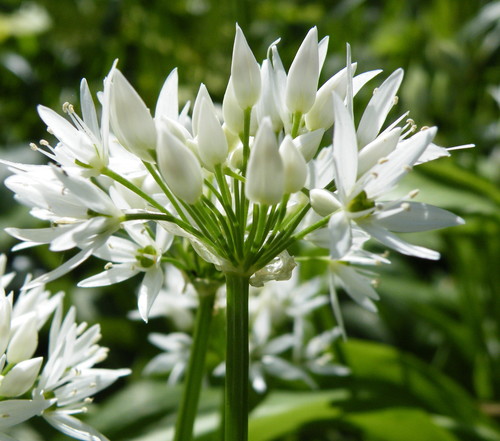 Ramsons