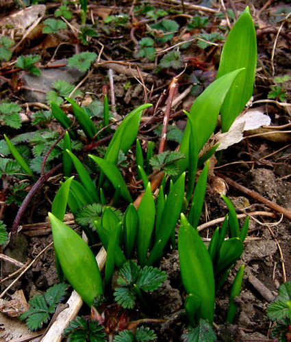 Ramsons