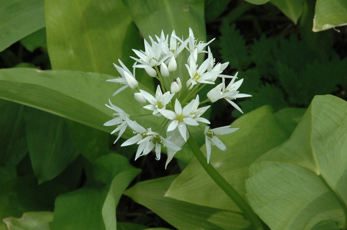 Ramsons