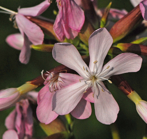 common soapwort