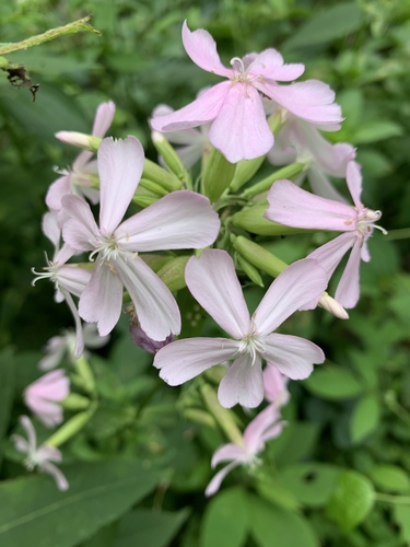 Expert challenge species