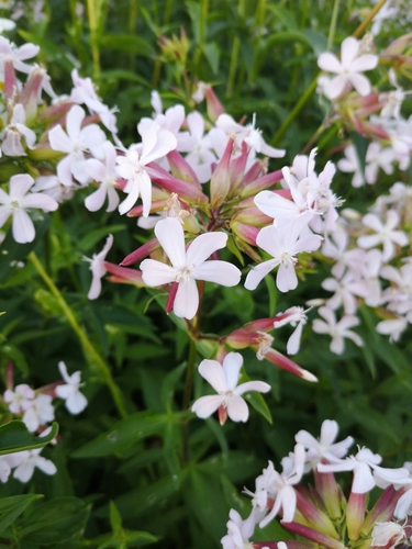common soapwort