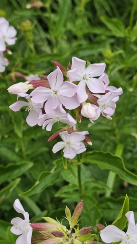 common soapwort