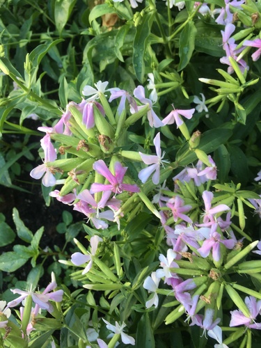 common soapwort