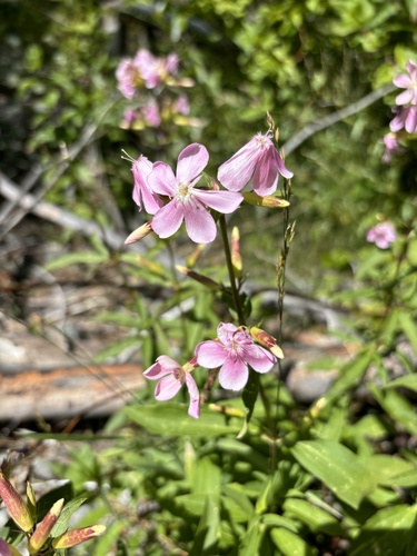 common soapwort