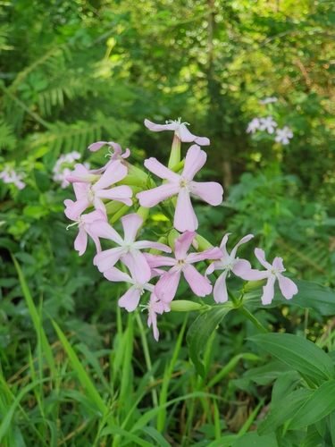 common soapwort