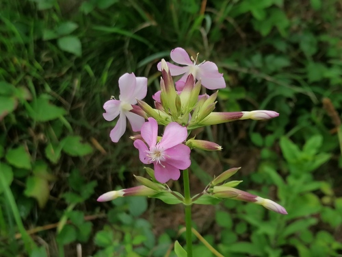 common soapwort