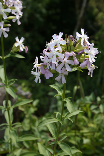 common soapwort