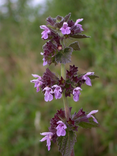 Black horehound