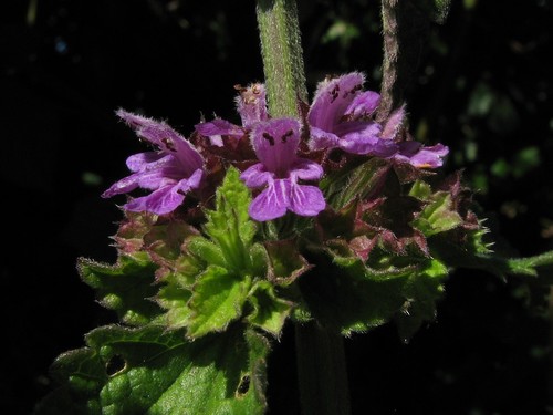 Black horehound